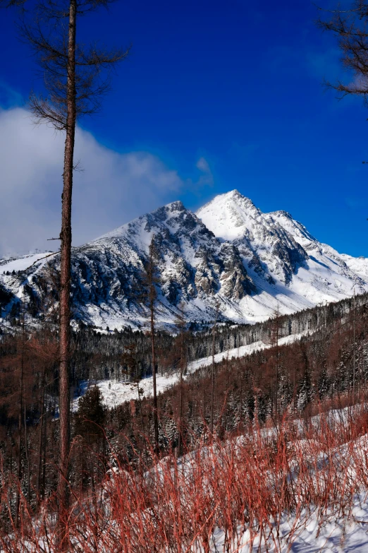 a big snowy mountain in the distance with red grass and trees