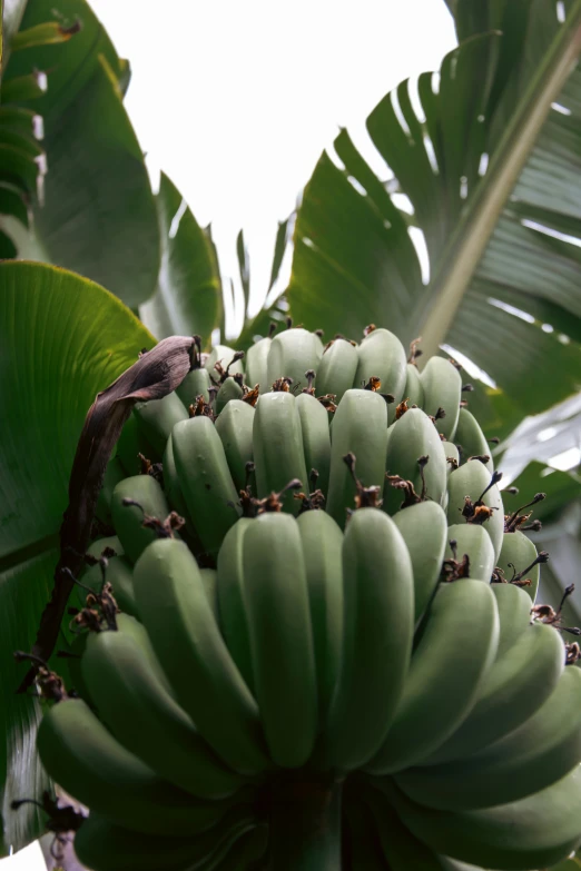 a bushel of unripe bananas hanging from the nches