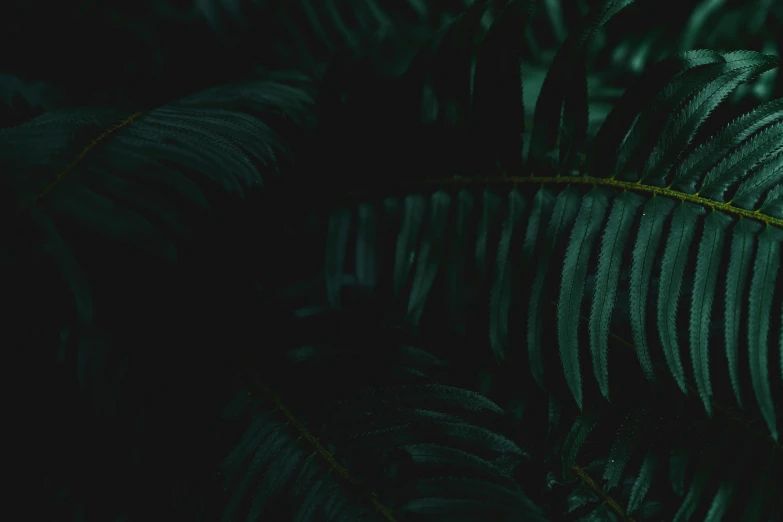 several green leaves on a black background