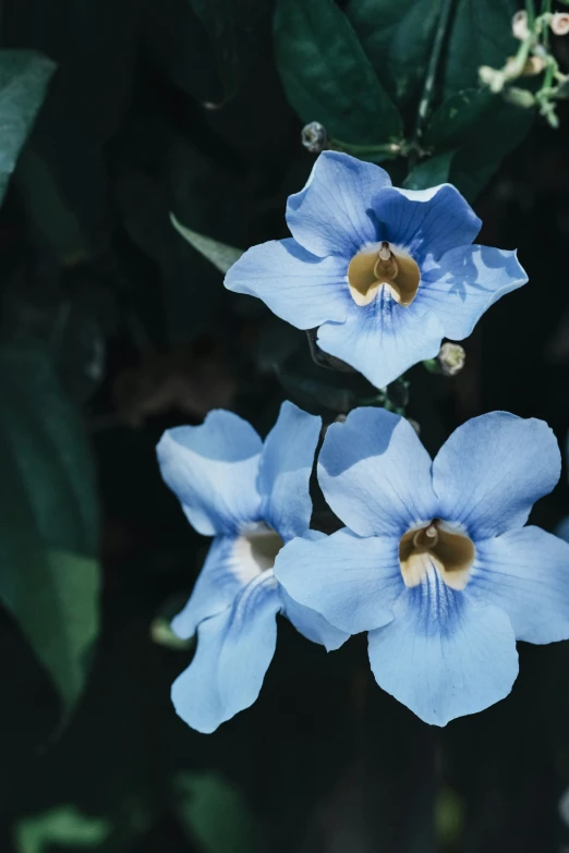 small blue flowers with yellow centers and leaves