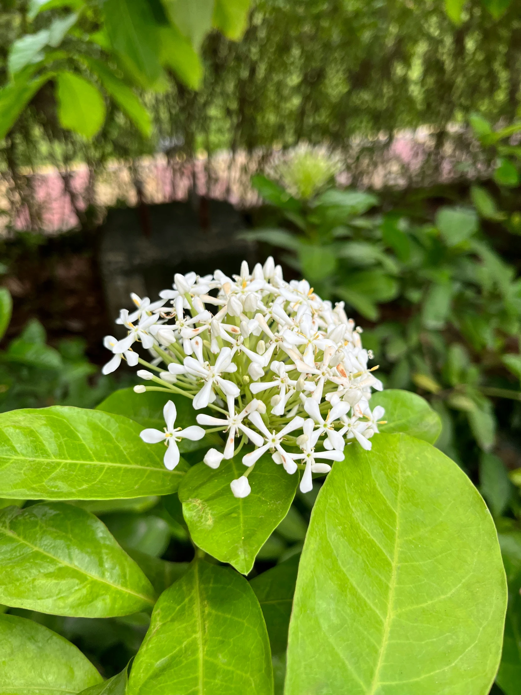 the flowers are blooming on the green leaf