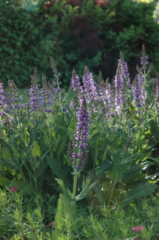 a large variety of flowers are blooming in the grass