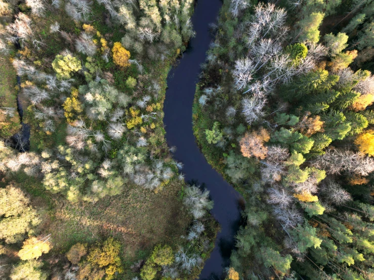 an overhead view of a river in a forest with trees