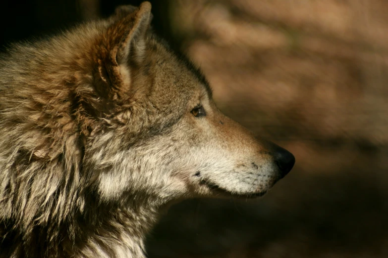 the head and shoulders of a gray wolf