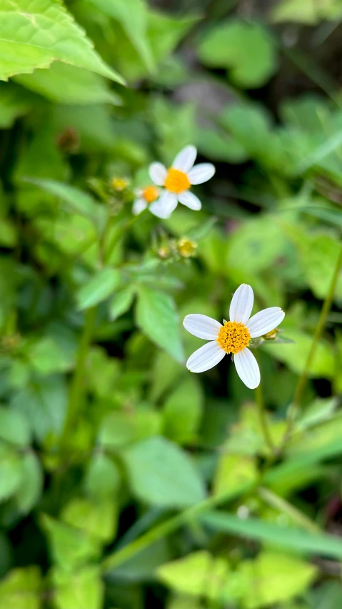 two daisies are blooming in the middle of the field