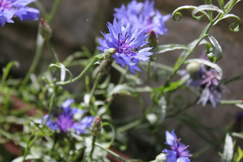 blue flowers in the garden with green leaves