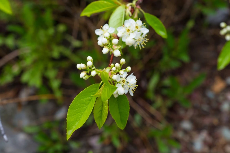 small white flowers with green leaves on the nches