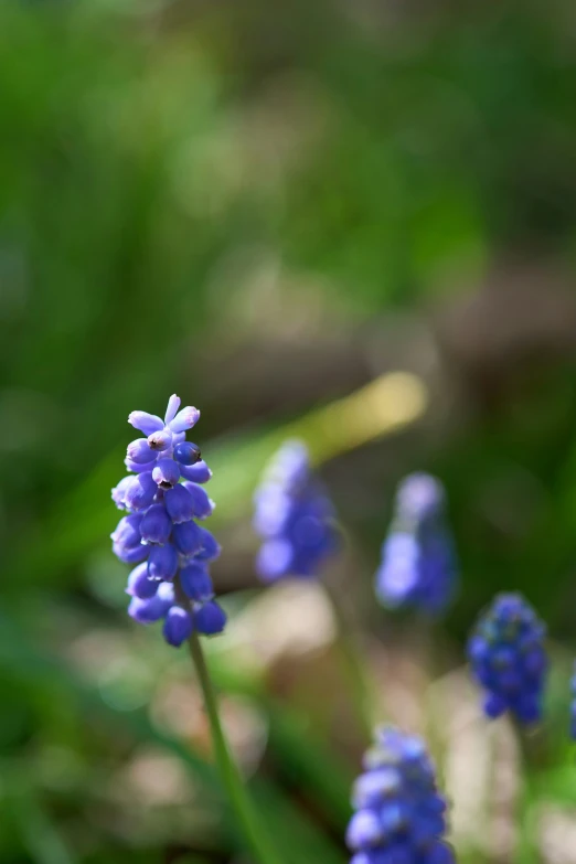 a purple flower is in front of some green grass