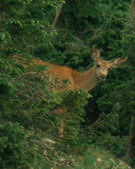 a deer peeking out from behind some trees