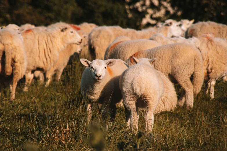 sheep in a field standing together looking at camera