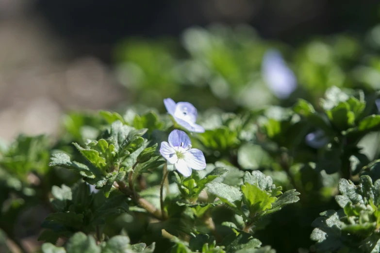 some small blue flowers and leaves on the ground