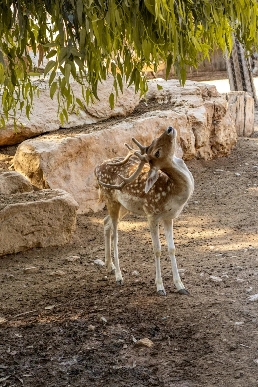 two deer that are in some dirt near a tree