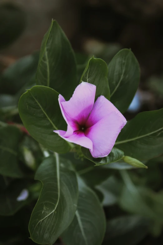 a pink flower is sitting on the green leaves