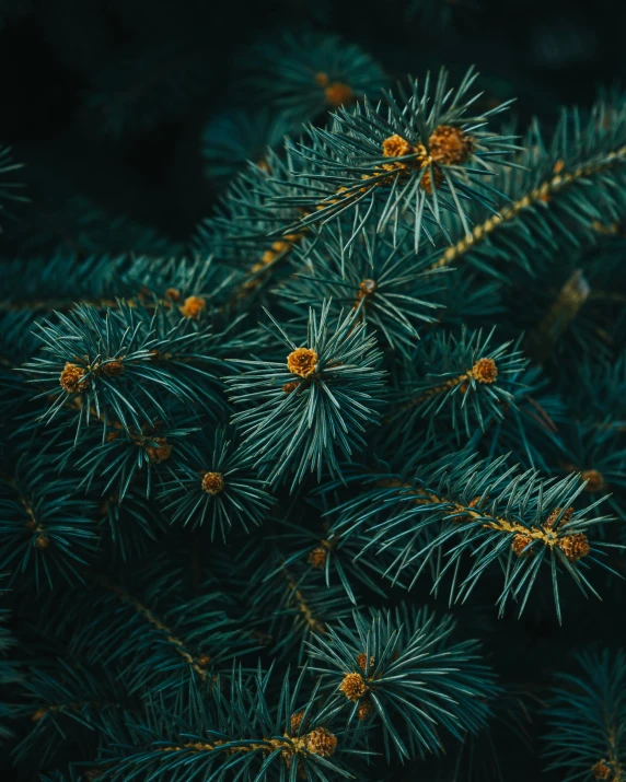 the nch of an evergreen tree with cones and little orange berries