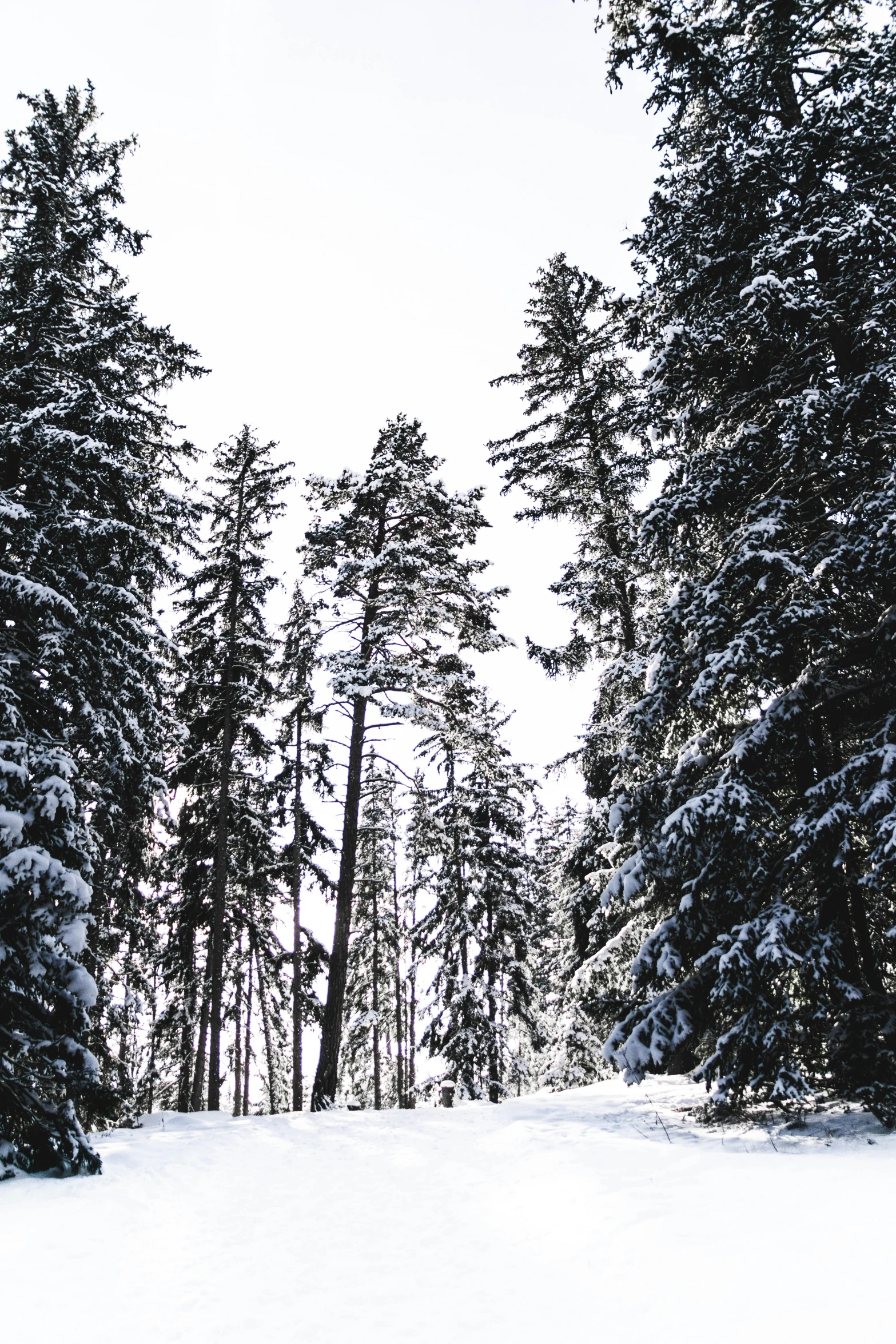 this is a snow covered forest during winter