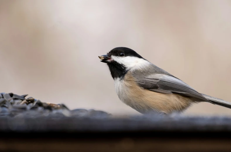 a black and white bird is eating food