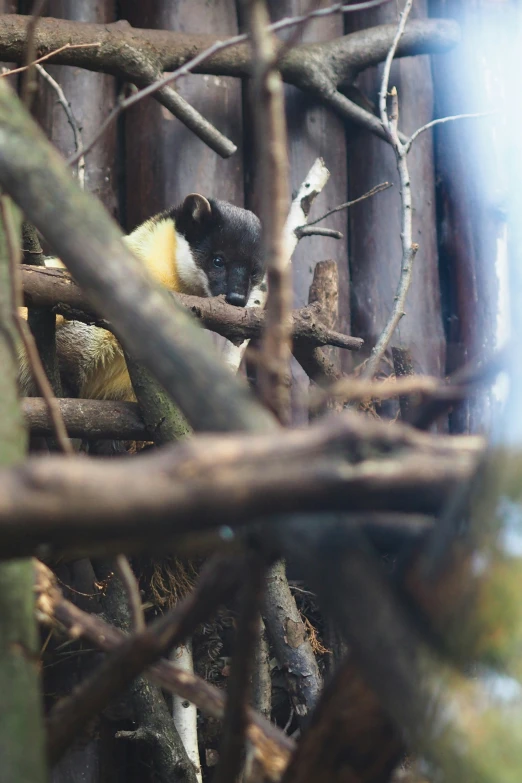 several monkeys inside of a tree looking for food