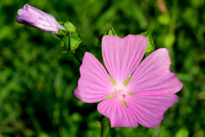 the pink flower is blooming in the garden