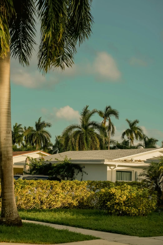 a lush green yard surrounded by palm trees