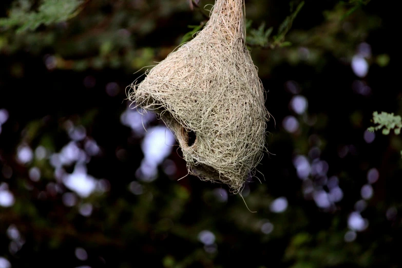 a bird nest on a tree with no roof