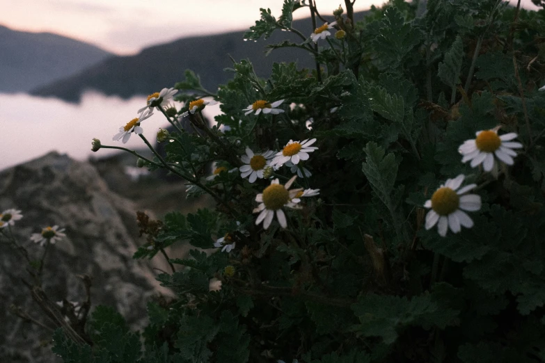 a field with white daisies and green leaves