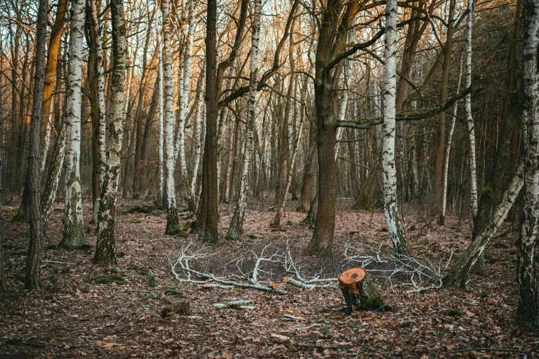 a fallen tree sitting on the ground in a forest