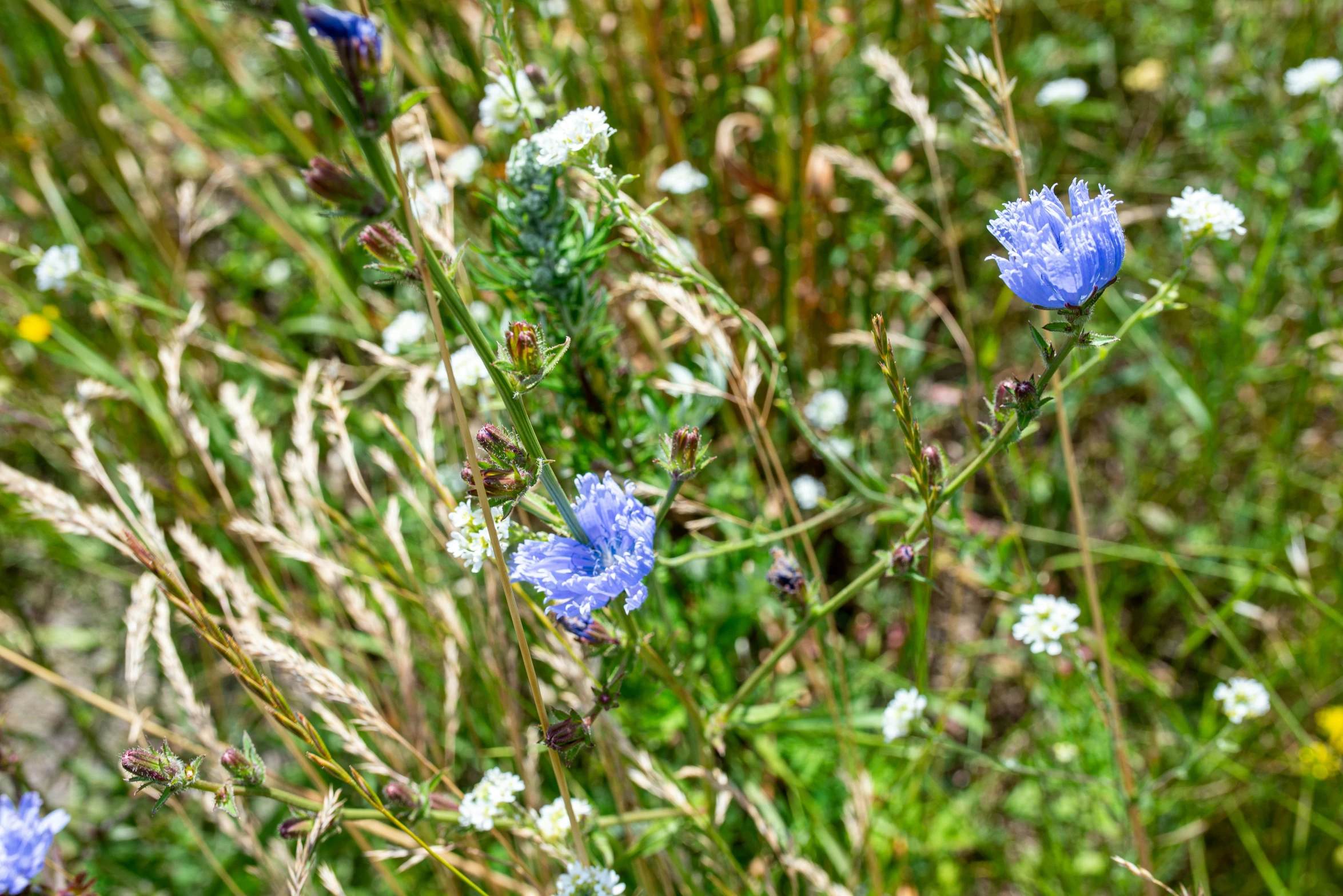 flowers are growing in the grass near the ground