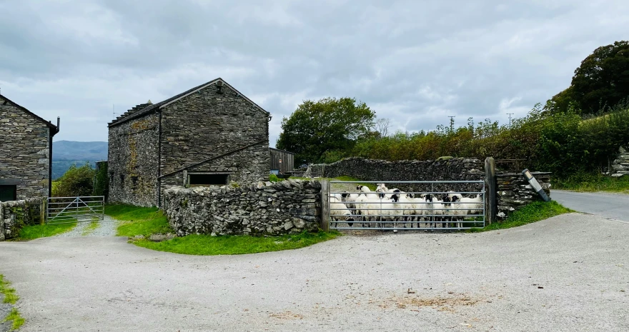 a couple of animals standing inside of a gate