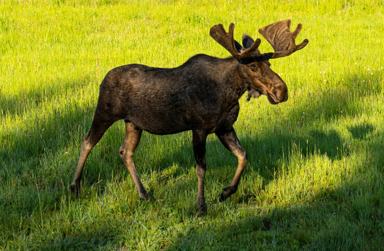 a moose walking through a grassy field in the shade