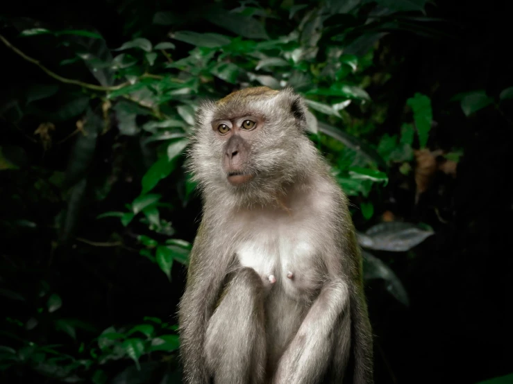 a monkey standing in front of some bushes