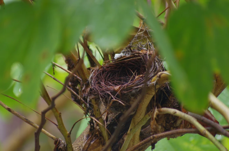 bird nest on a nch in the middle of the day