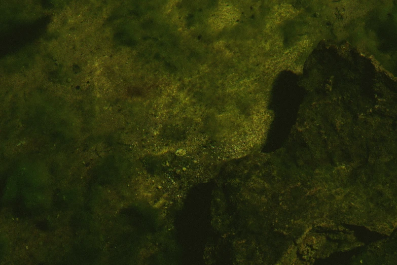 an image of green moss in the sun
