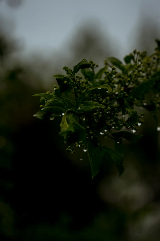 rain drops form on top of a plant