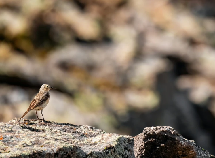 a small bird on the edge of a rock