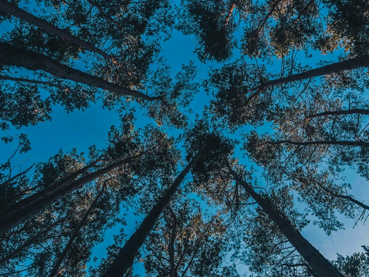 a large group of tall trees in the middle of the forest