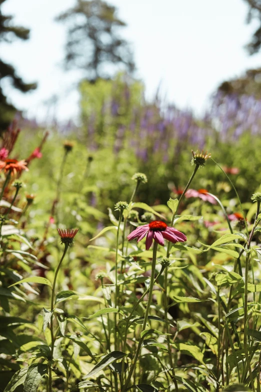 a field filled with lots of purple flowers