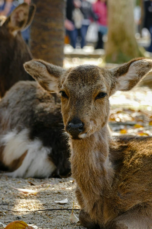 a group of deer sitting next to each other on top of a dirt ground