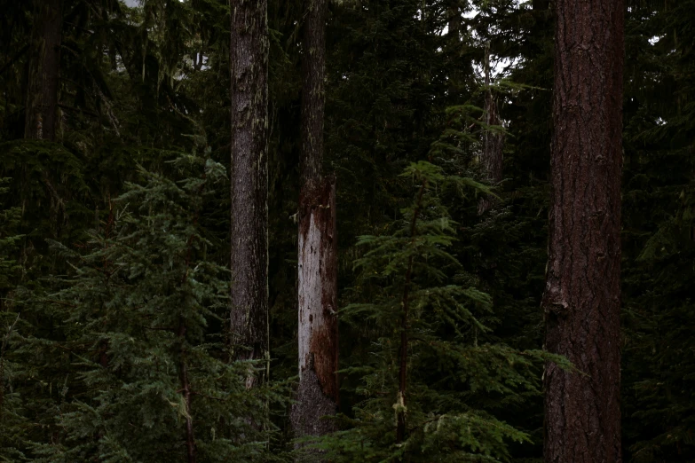 a black and white po of trees with one dark forest in the background