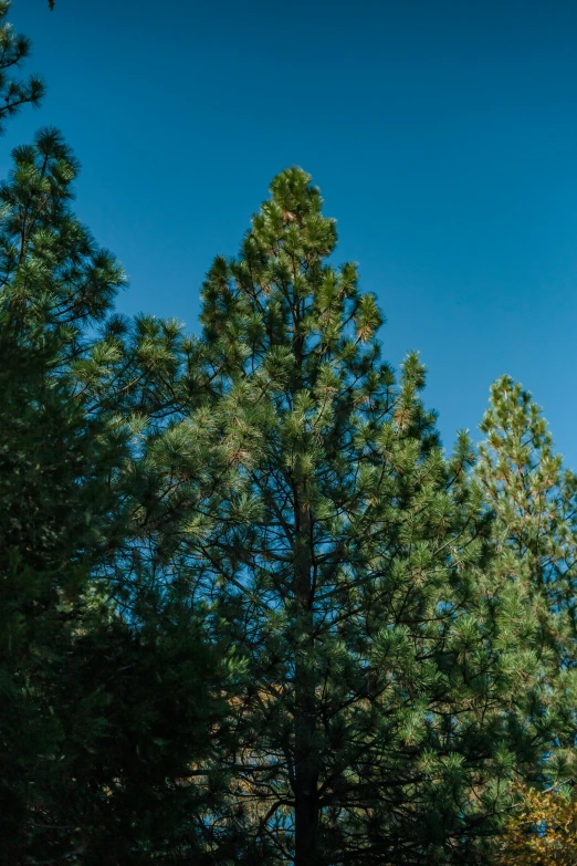 a stop sign in the middle of a group of trees