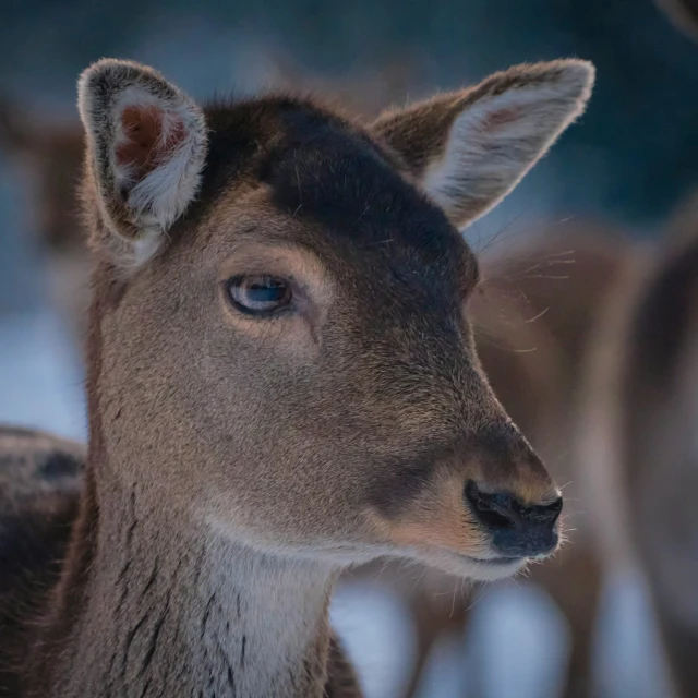 close up s of deer in dark environment