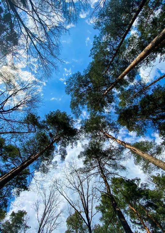 the view up into a group of trees, looking at the sky