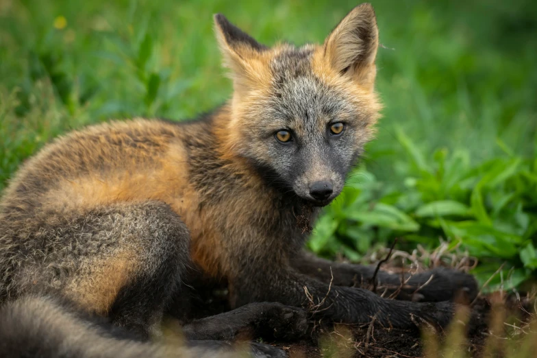 a small fox with white spots on it's face