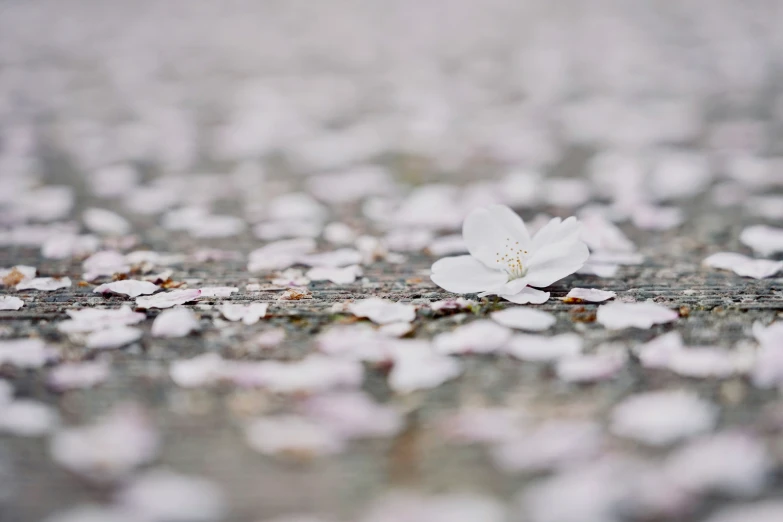 this is a flower on a street sidewalk