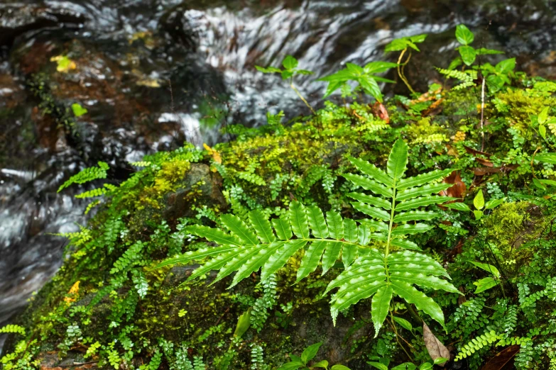 a green fern grows near a flowing river