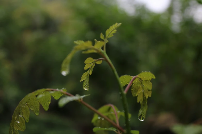 a close up s of a green leafy plant with drops of water on it