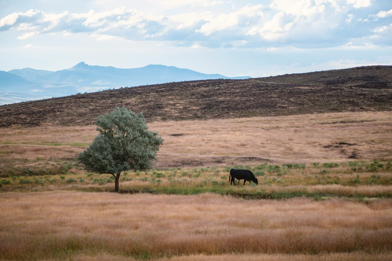 a black cow grazing in a field near a tree