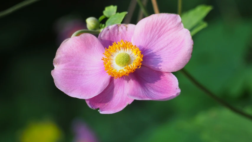 a pink flower in the middle of some foliage