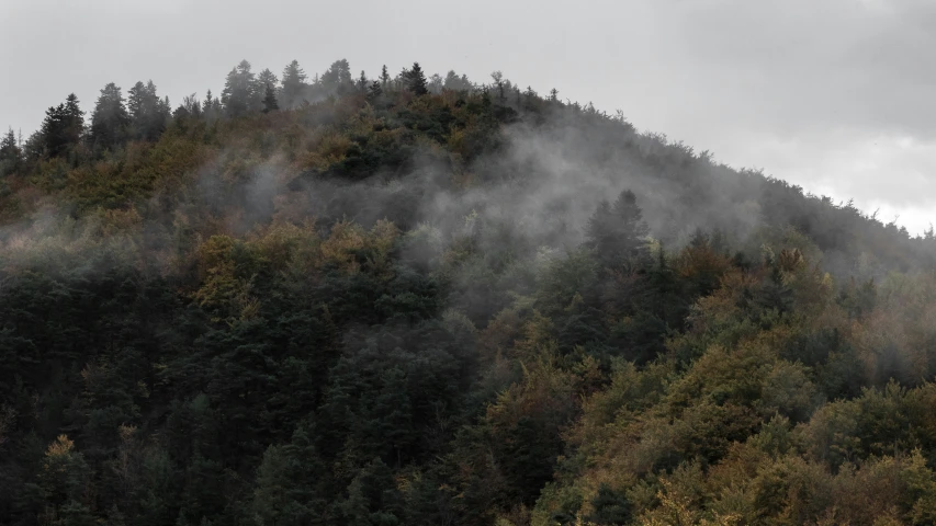 a mountain side with trees covered in mist