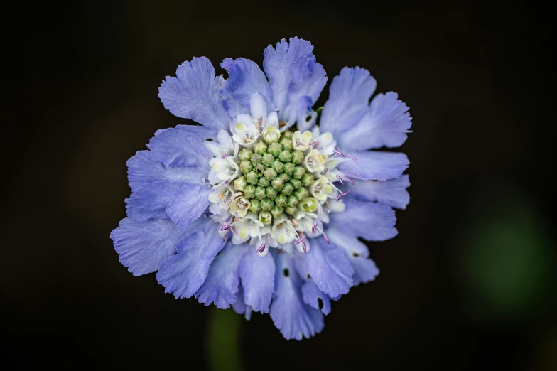 a purple flower with some white flowers growing