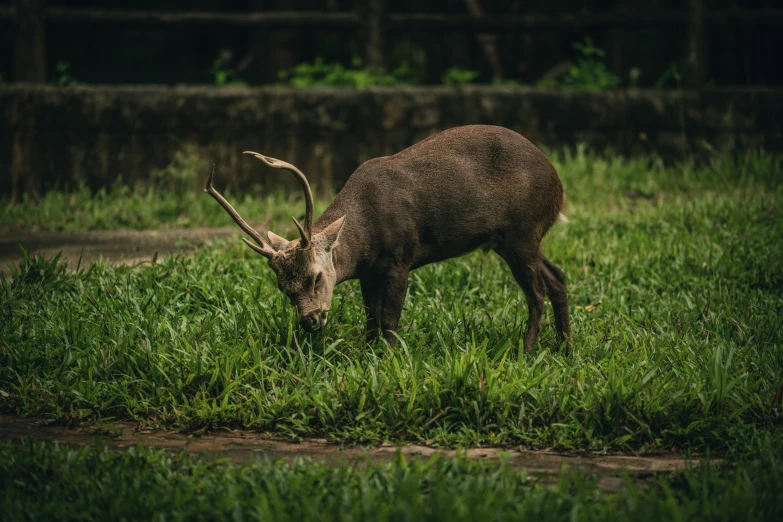 a close up of a small animal in some green grass